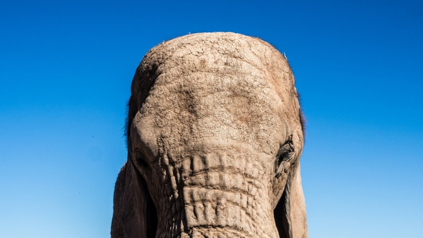 grey elephant photograph