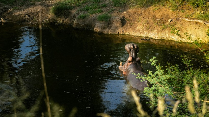 a hippopotamus standing in a body of water