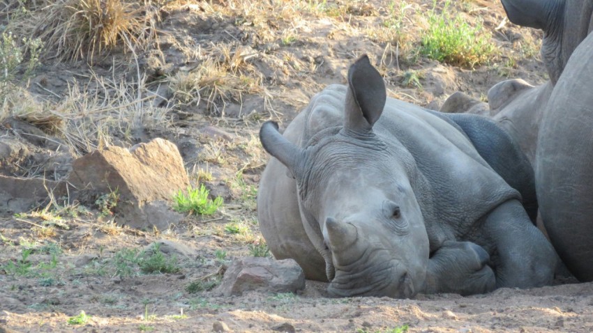 a baby rhino laying down next to an adult rhino