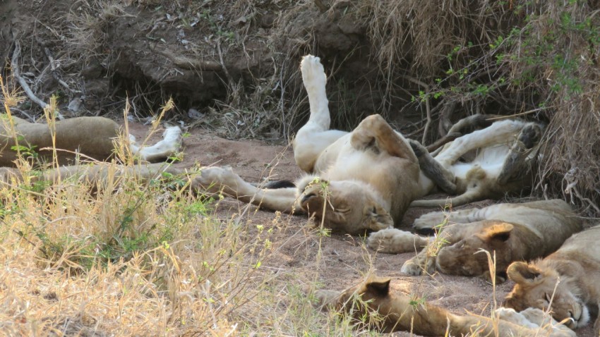 a group of lions rolling around in the dirt