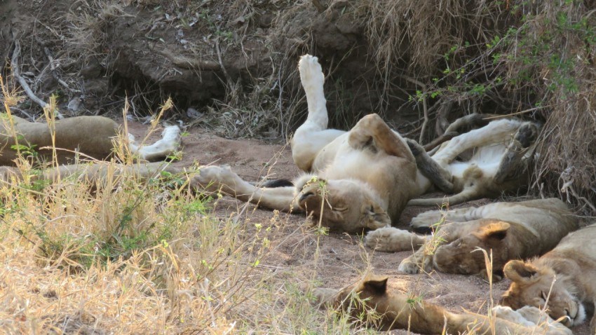 a group of lions rolling around in the dirt