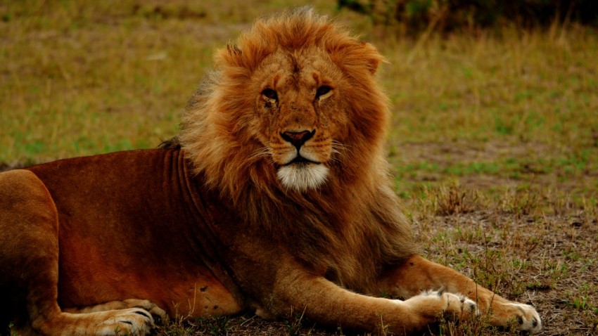 a large lion laying on top of a grass covered field