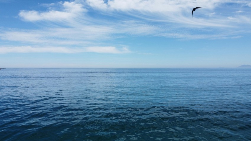 a bird flying over a body of water