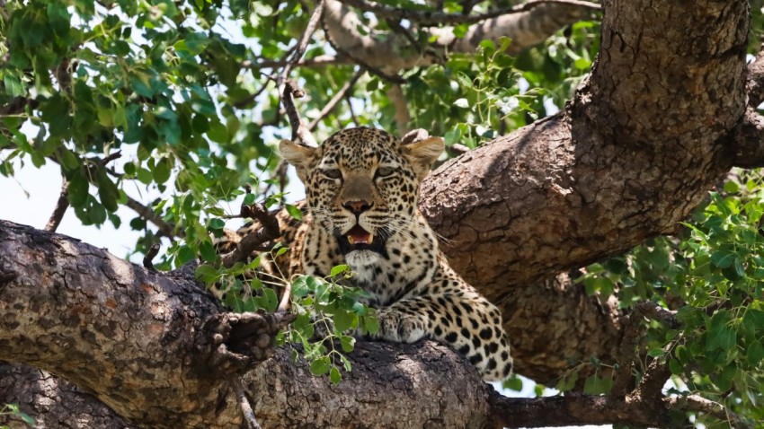 a leopard sitting in a tree with its mouth open jRq