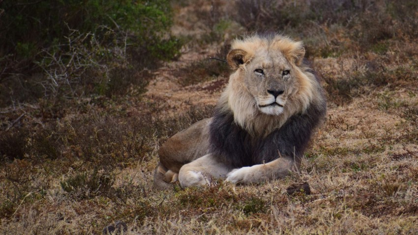 lion lying on green grass during daytime