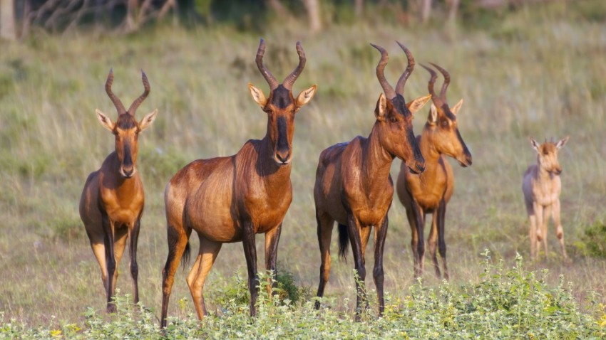 brown and black animal on green grass during daytime