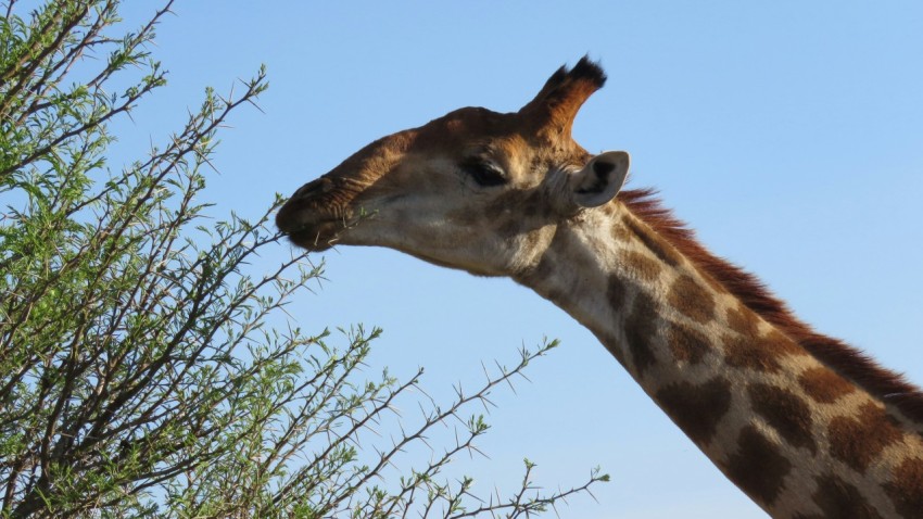 a giraffe eating leaves from a tree