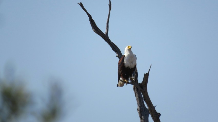 a bald eagle perched on top of a tree branch