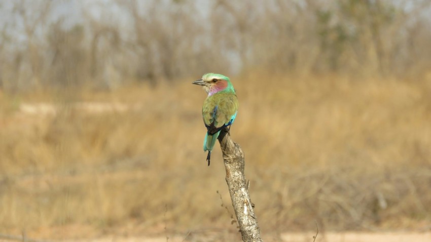 a small bird sitting on top of a tree branch CH3YGn4