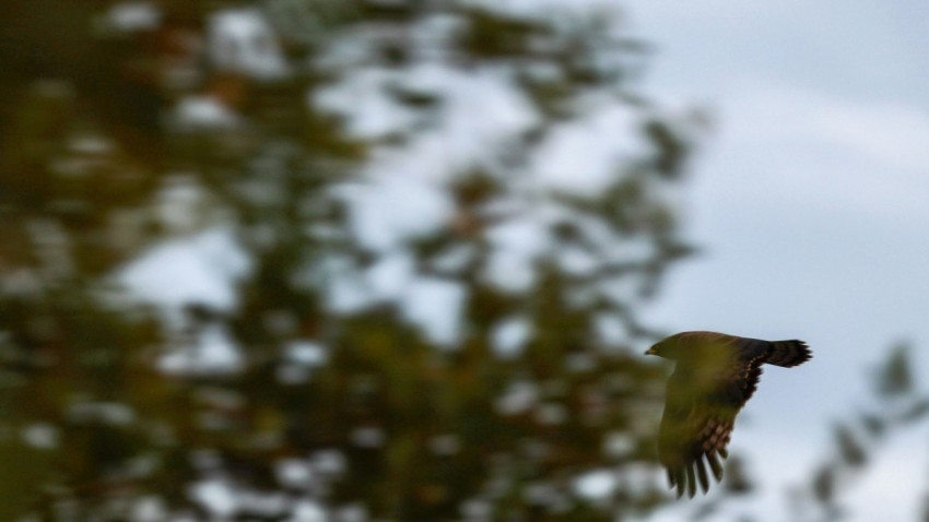 a bird flying through the air with trees in the background