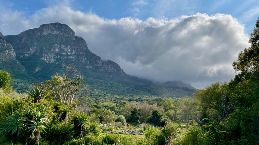 a landscape with trees and mountains in the back