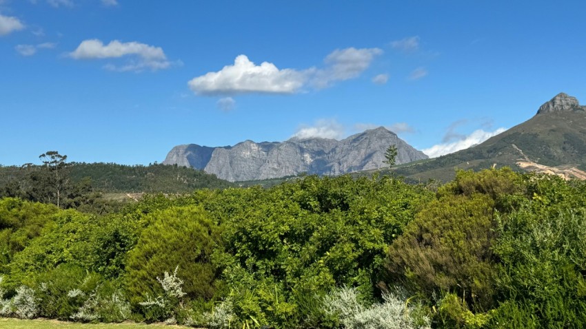 a lush green forest filled with lots of trees