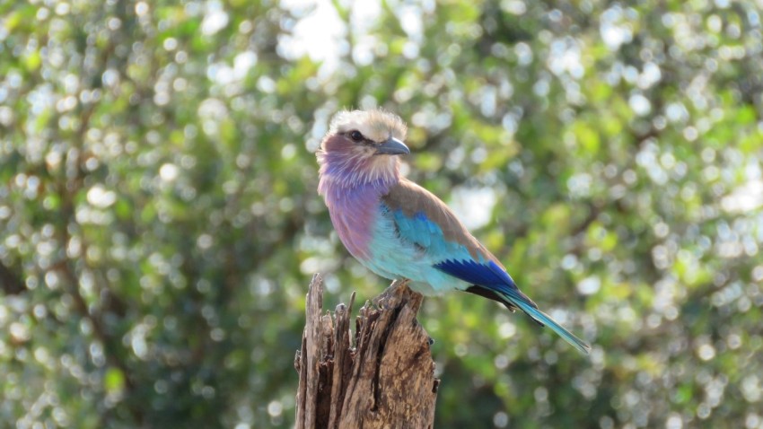 a bird sitting on a tree stump