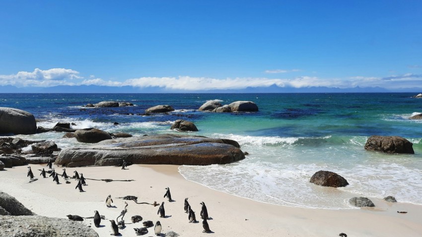 a group of penguins standing on top of a sandy beach ors6K1PjO