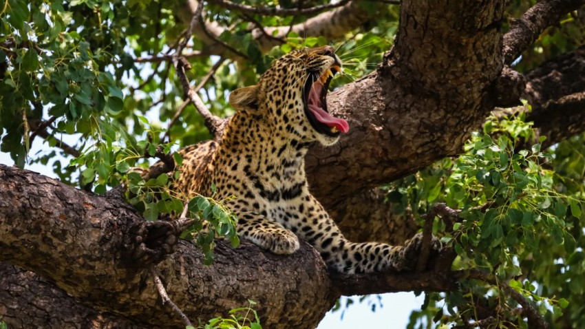 a leopard sitting in a tree with its mouth open