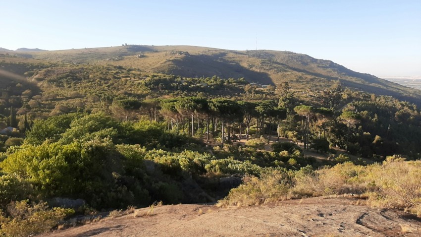 a view of a mountain with trees and bushes