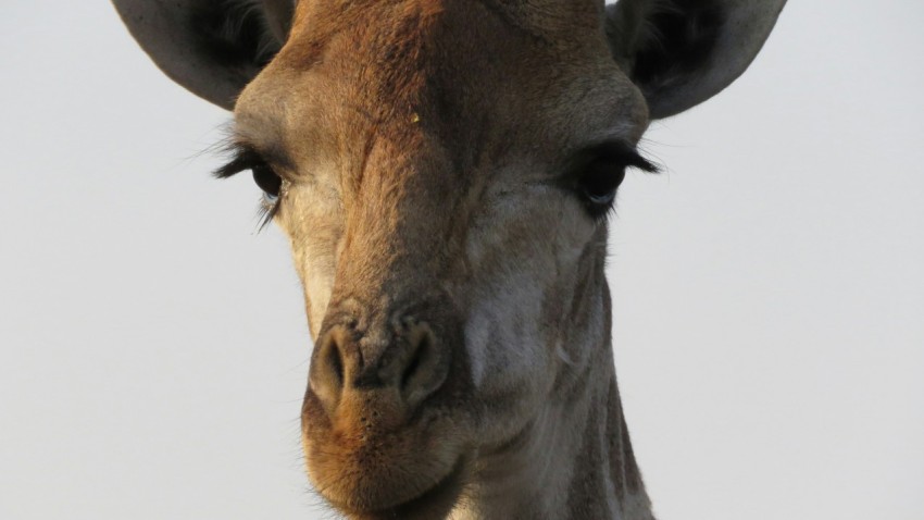 a close up of a giraffes face with a sky background