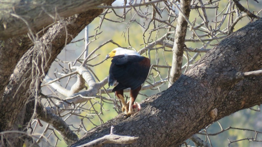 a bird perched on a branch of a tree