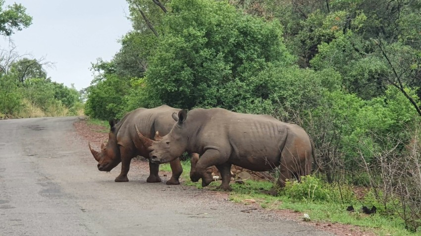 a couple of rhinos that are standing in the street VkaqZ7lBv