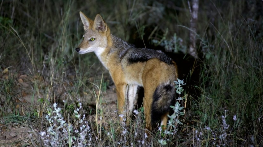 brown and black fox on green grass during daytime