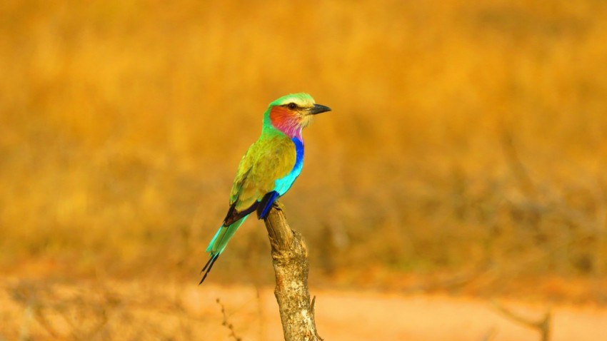 a colorful bird sitting on top of a tree branch