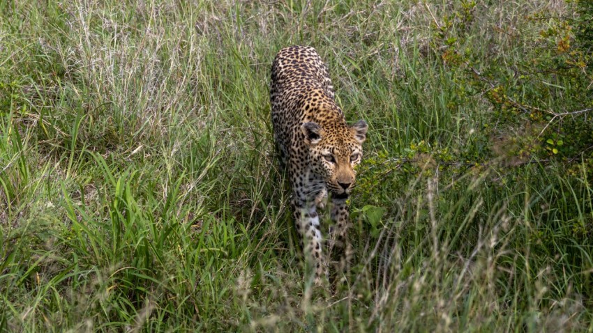 a leopard walking through tall grass in a field