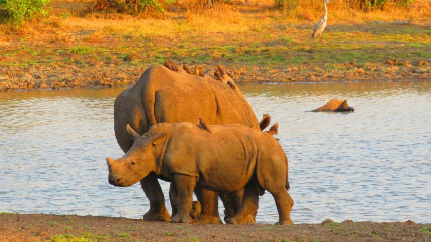 a couple of rhinos are standing in the water