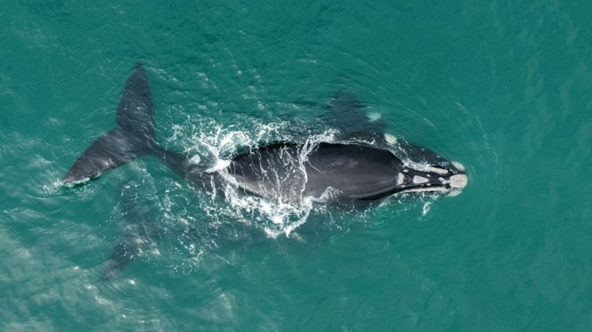 a large gray whale swimming in the ocean