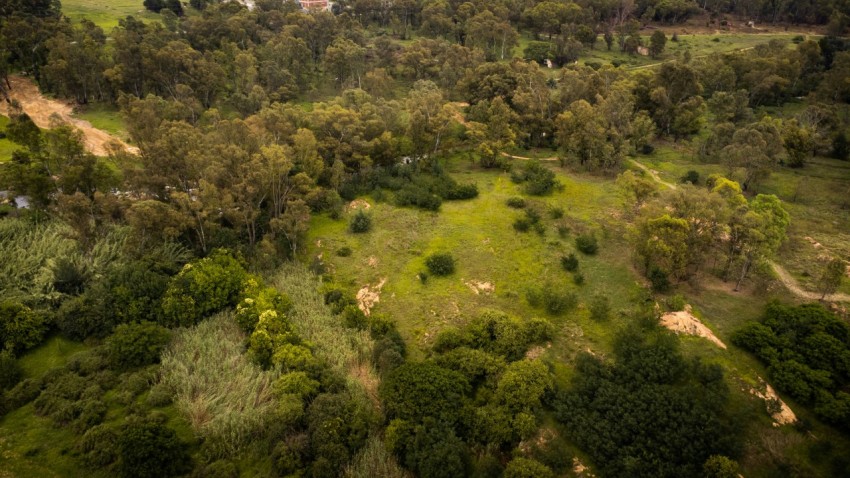 an aerial view of a lush green forest