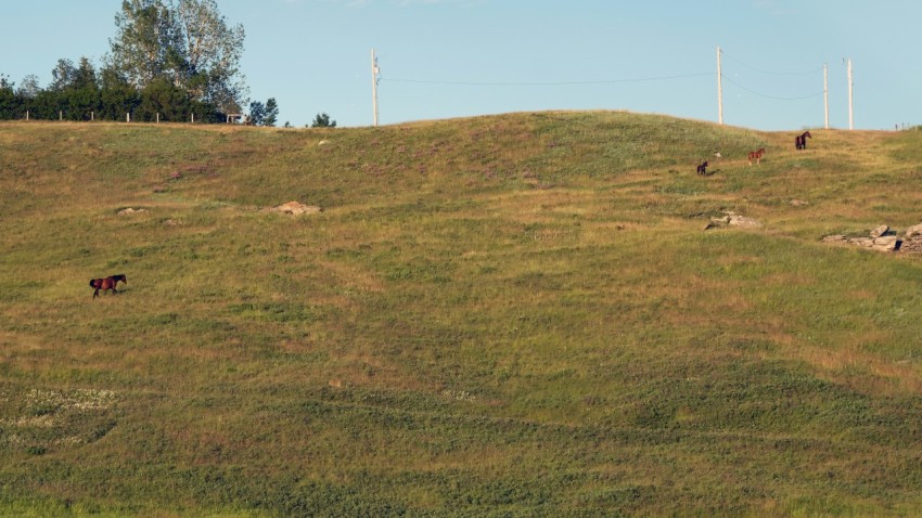 a grassy hill with animals grazing on it