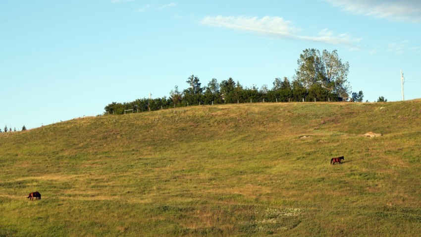 a grassy hill with animals grazing on it