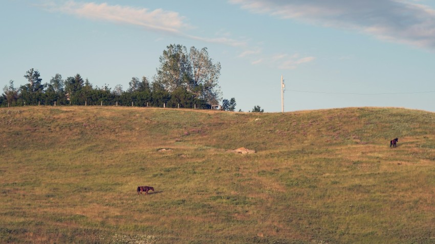 a herd of cattle grazing on a lush green hillside