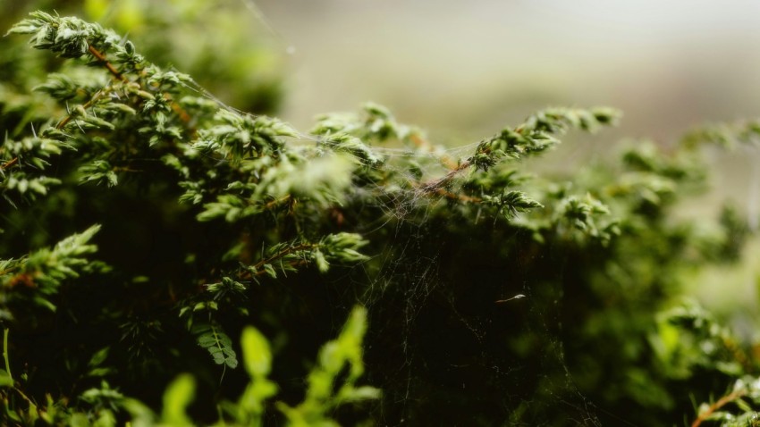 a close up of a green plant with lots of leaves