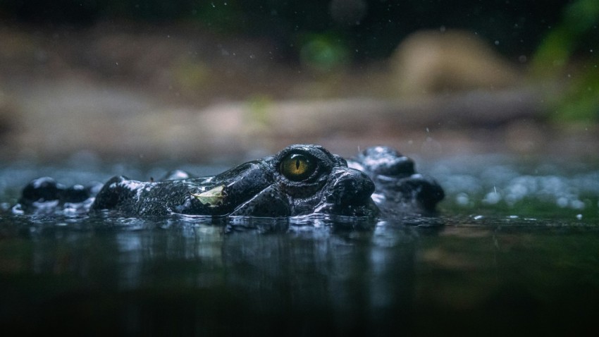 a large alligator swimming in a body of water