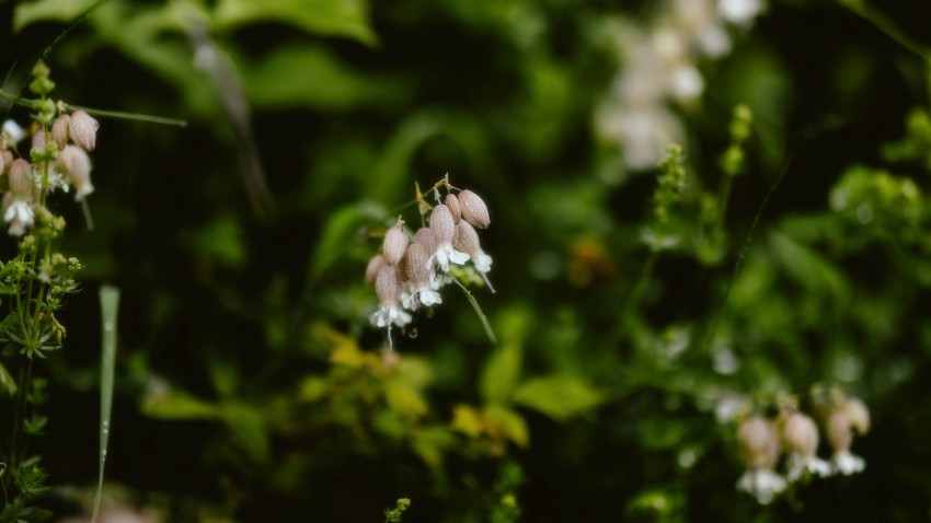 a bunch of flowers that are in the grass