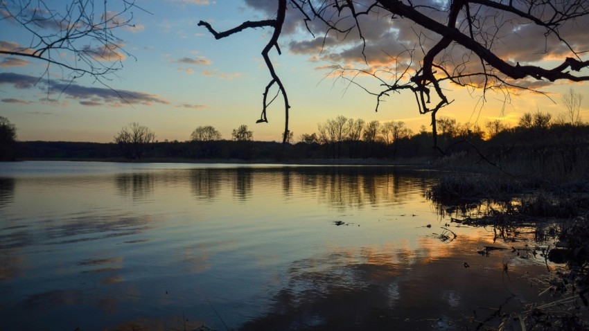 a tree branch hanging over a body of water