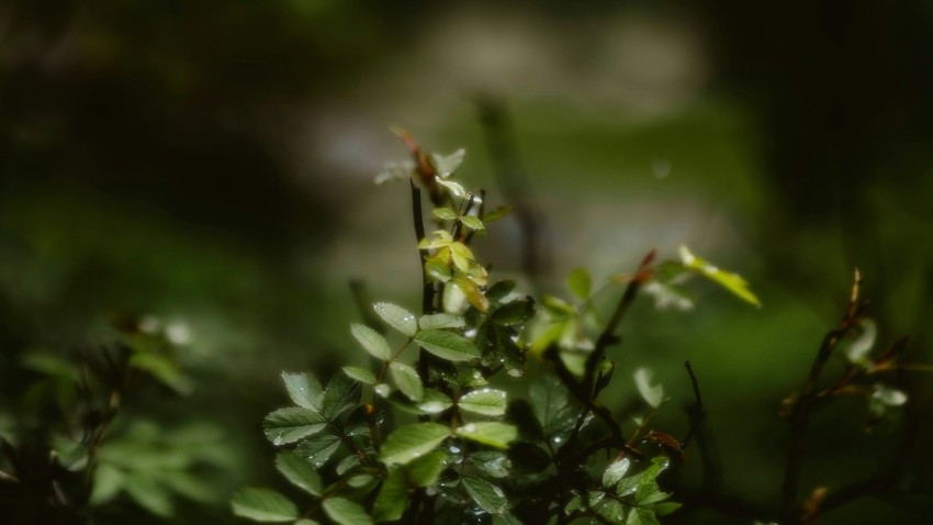 a close up of a plant with leaves