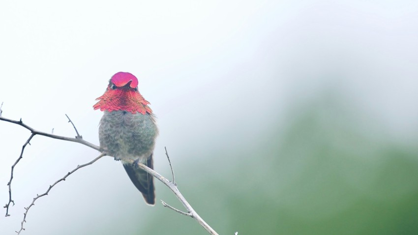 a small bird sitting on top of a tree branch