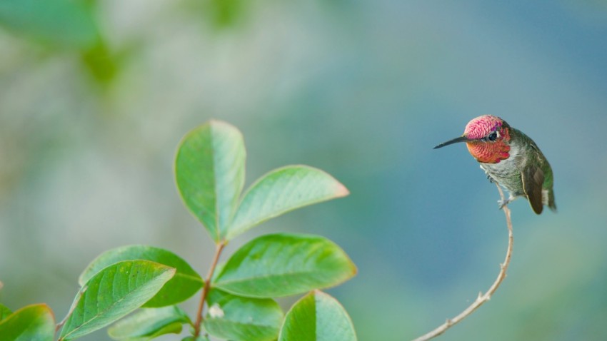 a hummingbird perched on a branch with a blurry background