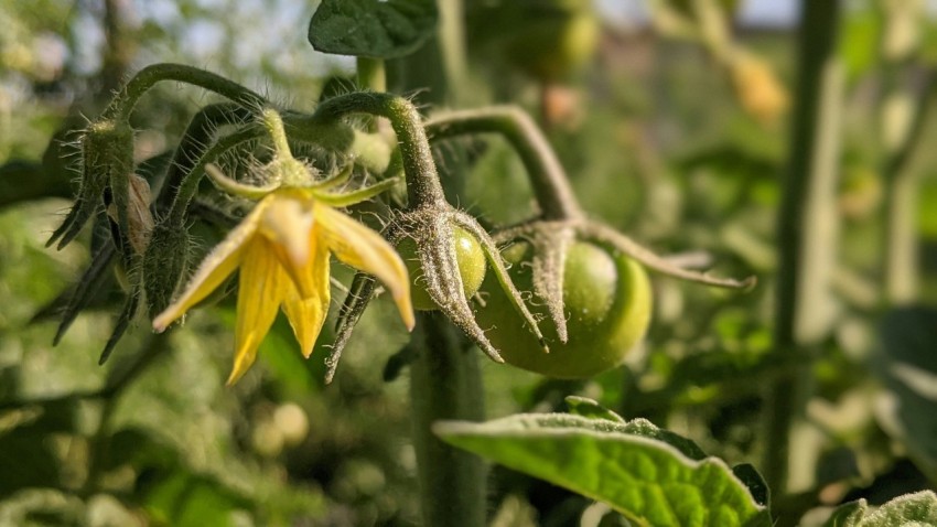 a close up of a yellow flower on a plant