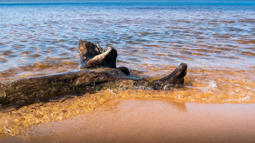 a large log laying on top of a sandy beach q u04_