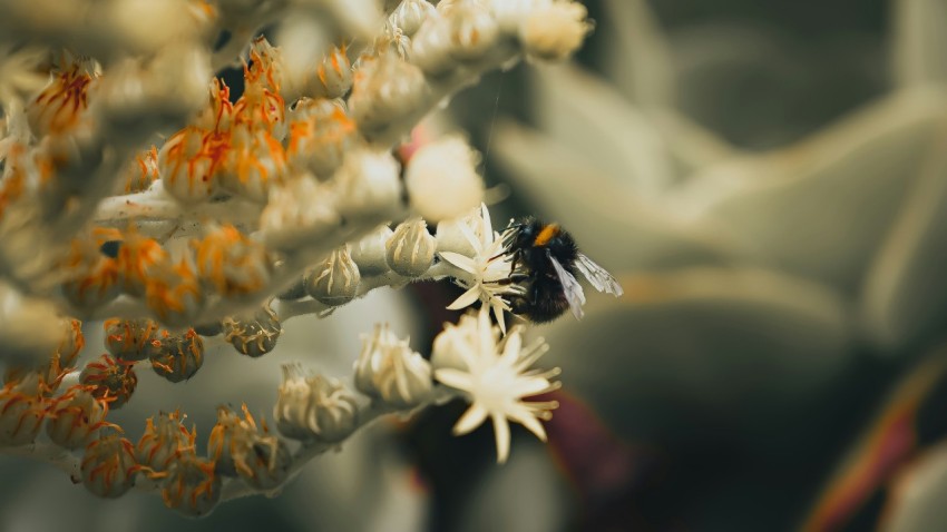 a blurry photo of a plant with a bee on it