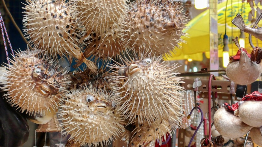 a bunch of strange looking objects hanging from a ceiling