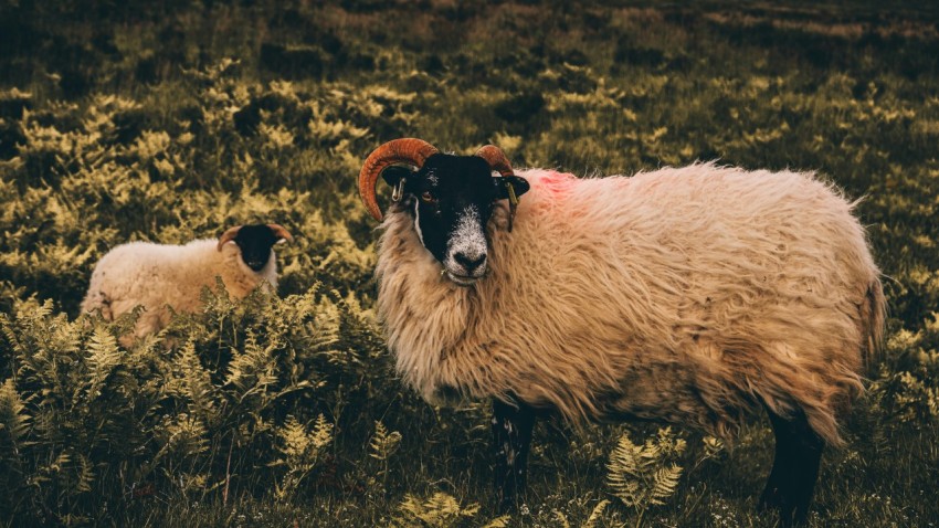 a couple of sheep standing on top of a lush green field mL6Lh