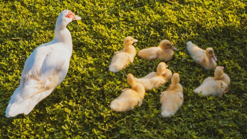 a group of ducks and a duckling in the grass