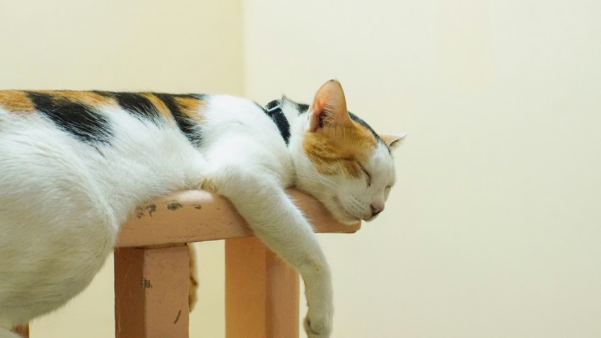 a cat laying on top of a wooden chair