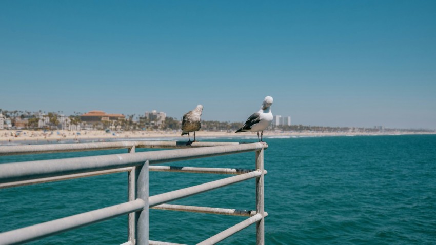 two seagulls sitting on a railing overlooking the ocean