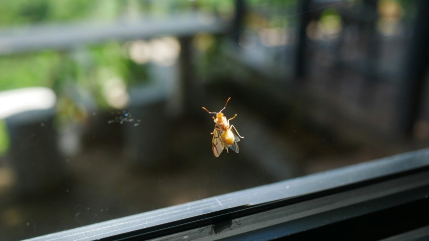 a small insect sitting on top of a window sill