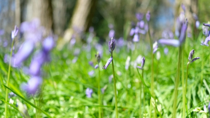 a bunch of flowers that are in the grass