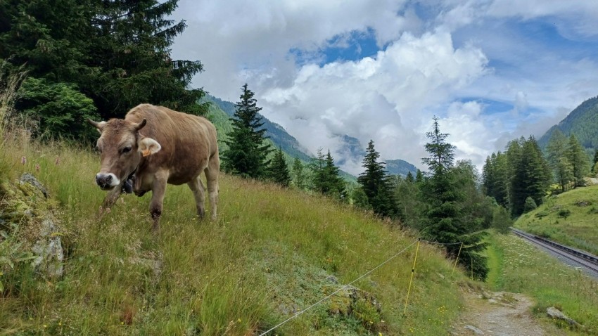 a brown cow standing on top of a lush green hillside